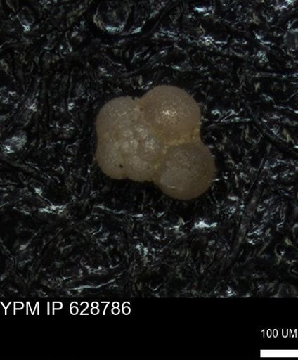 undet. Foraminiferida