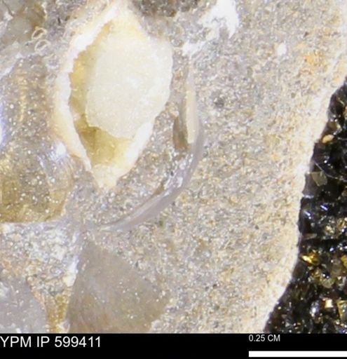 Protocardia subquadrata