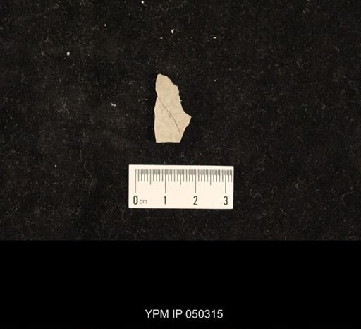 undet. Hexapoda