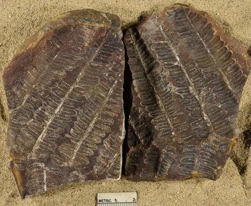 Pecopteris