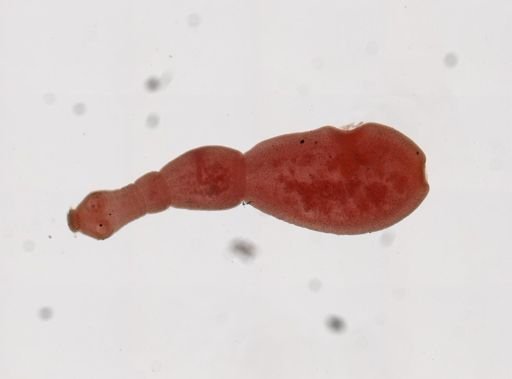 Echinococcus granulosus