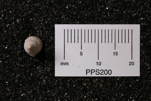 Colubraria aclinica