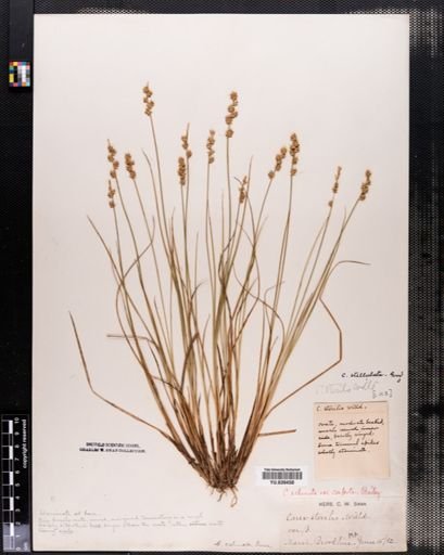 Carex echinata