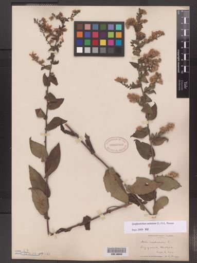 Symphyotrichum undulatum