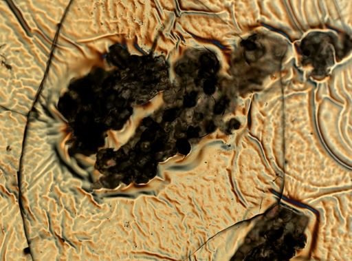Celleporella hyalina