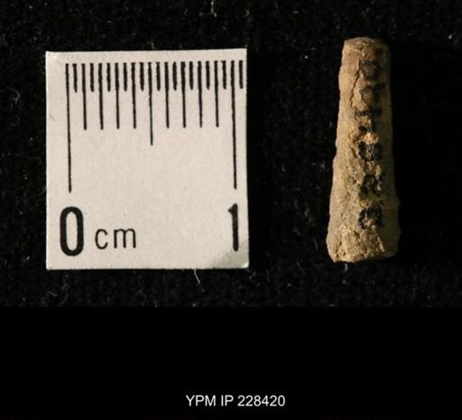 Pseudorthoceras knoxense