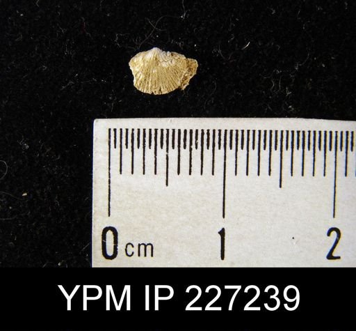 Dalmanella elegantula