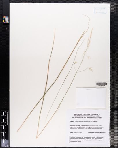 Piptochaetium avenaceum