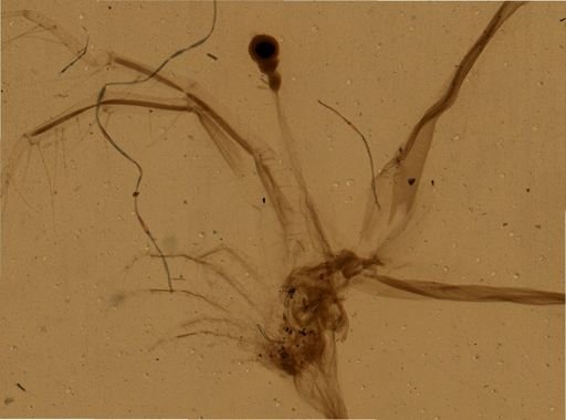 Leptodora