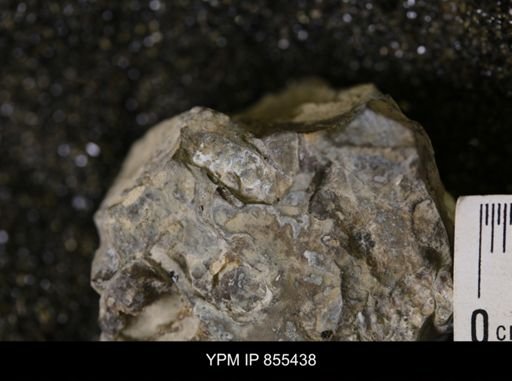 Baculites sp.