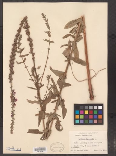 Lythrum salicaria