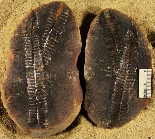 Pecopteris squamosa