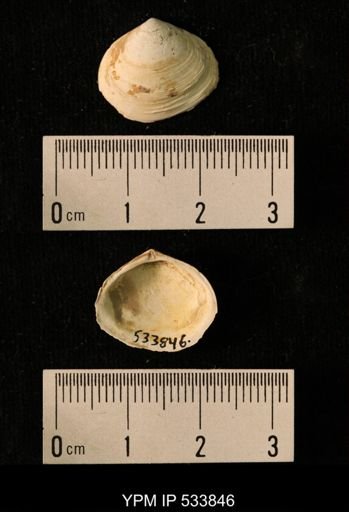 Macoma calcarea