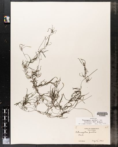 Potamogeton berchtoldii