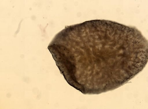 Stylochus ellipticus