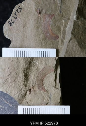 undet. Mollusca