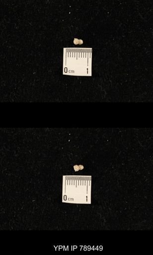 undet. Bryozoa
