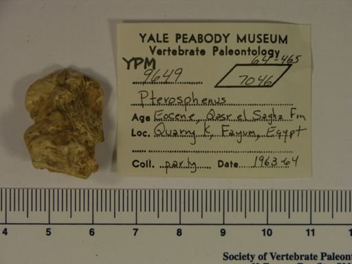 Pterosphenus sp.