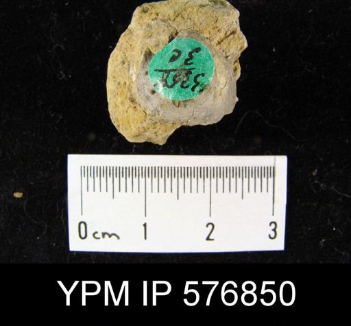 Productella hallana