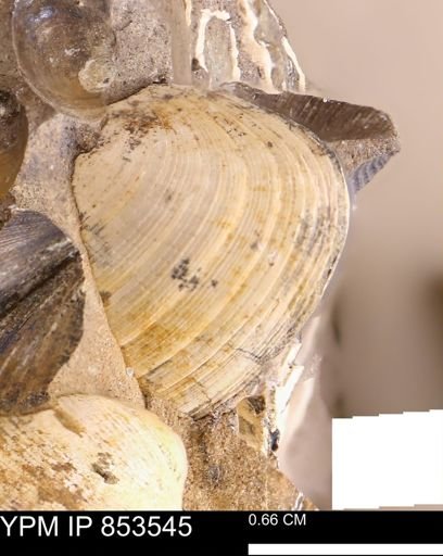 Limopsis striatopunctatus