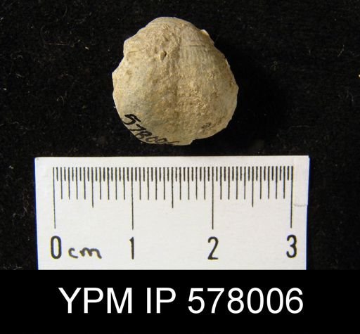Productus sp.