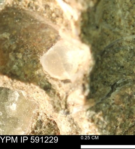 undet. Bivalvia