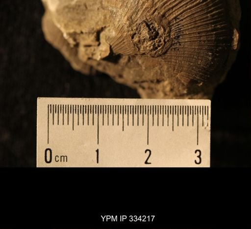 Agelacrinites pileus