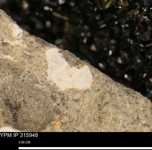 undet. Mollusca