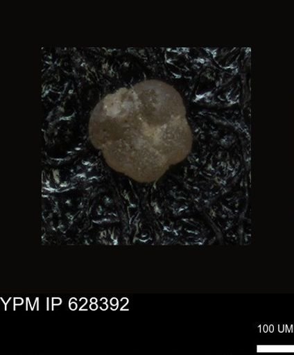 undet. Foraminiferida