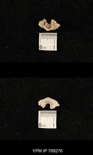 undet. Brachiopoda