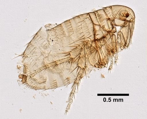 Xenopsylla cheopis