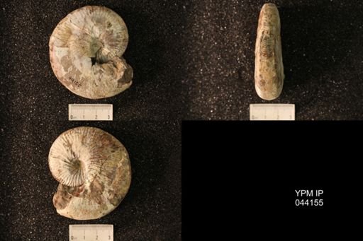 Hoploscaphites nicolletii