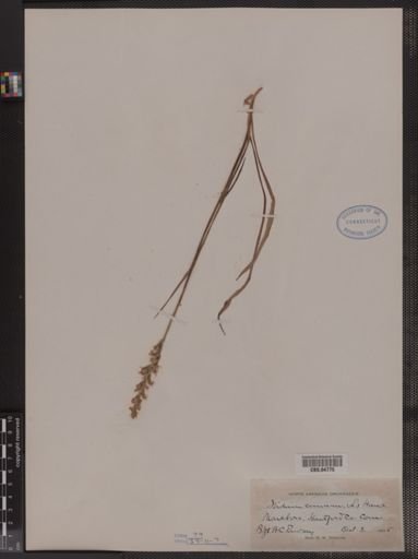 Ibidium cernuum