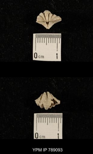undet. Brachiopoda