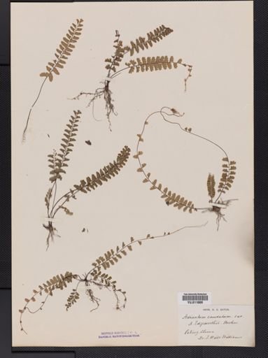 Adiantum