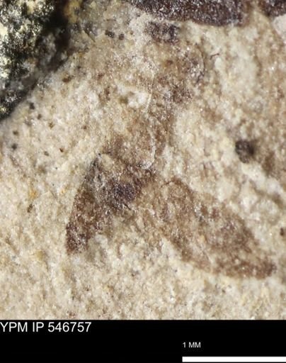 undet. Insecta