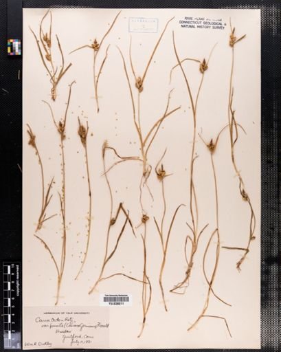 Carex viridula