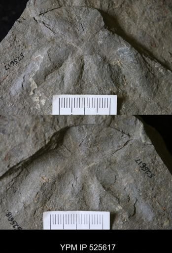 undet. Ichnofossil