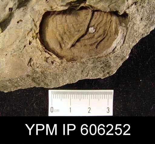 Leptaena sp.