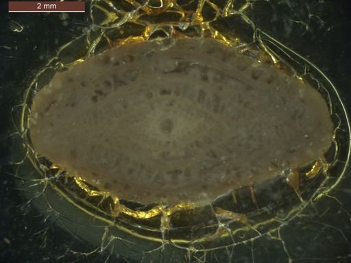 Pseudofusulina hessensis