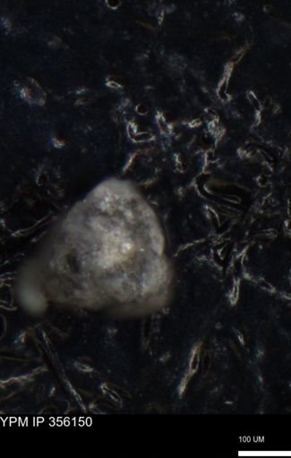 undet. Foraminiferida