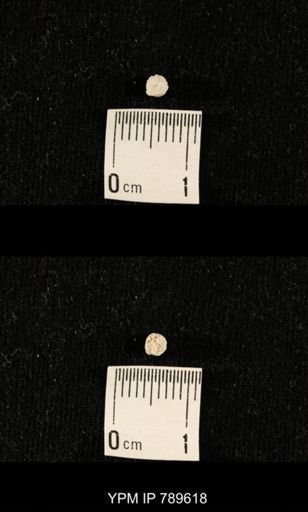 undet. Bryozoa