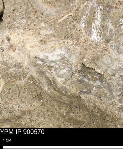 Anomia gryphorhyncha