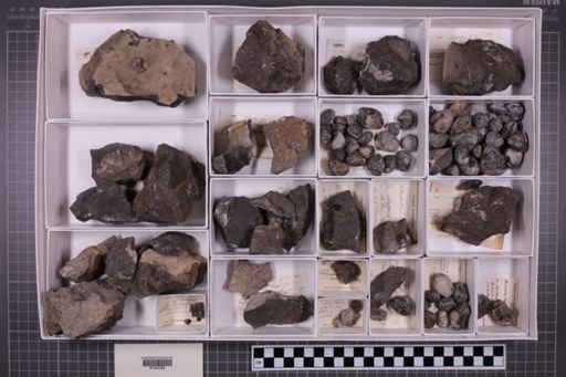 mixed taxa, stratigraphic collection