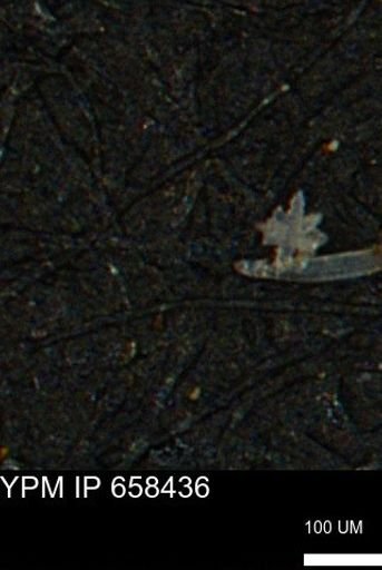 undet. Porifera