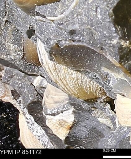 Limopsis striatopunctatus