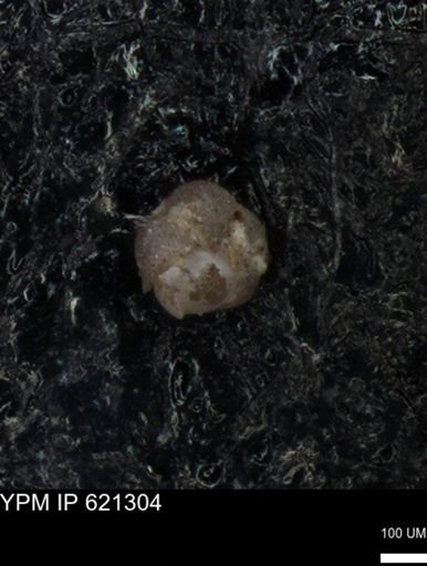 undet. Foraminiferida