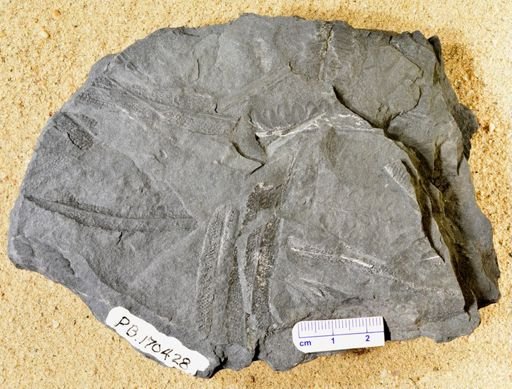 Pecopteris sp.
