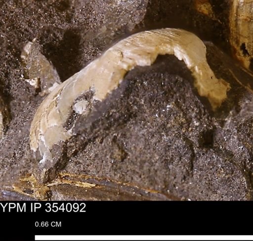 undet. Bivalvia