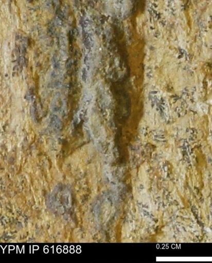 Teredo sp.